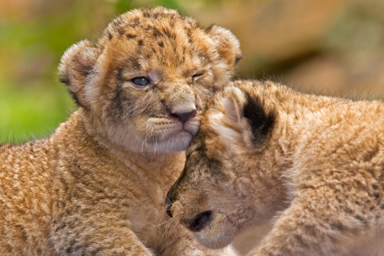 Ying Yai and her sister bump heads as they unsteadily move around at 14 days old. \"They appeared to still be learning to adjust the focus of their eyes, so it wasn't uncommon to see them bumping into things and each other,\" photographer Ashley Vincent said.