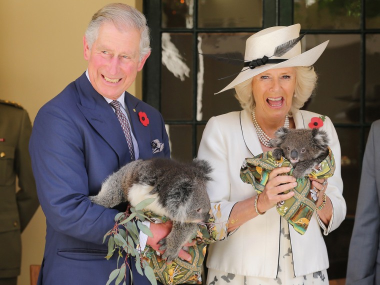 On day 3 of the couples' tour, the royals had some quality koala time at the Government House in Adelaide. Charles holds a koala named Kao while Camilla holds a koala called Matilda. While the koalas don't seem too phased with being held by royalty, the Prince and Duchess appear to be having a lot of fun!