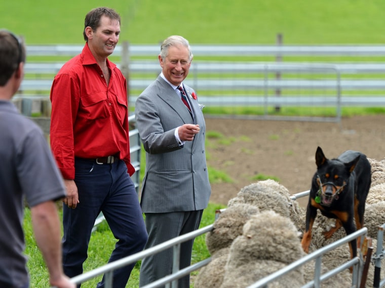 The Prince of Wales inspects sheep while visiting the Leenavale Sheep Stud at Sorell in Hobart, Tasmania Thursday. With farm manager Brent Thornbury looking on, Charles seems to be getting a kick out of the dog walking over the sheep.