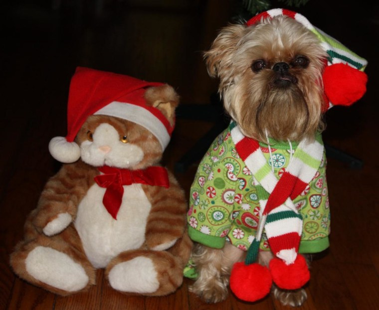 Chewy in his annual Christmas picture, bringing smiles to everyone.