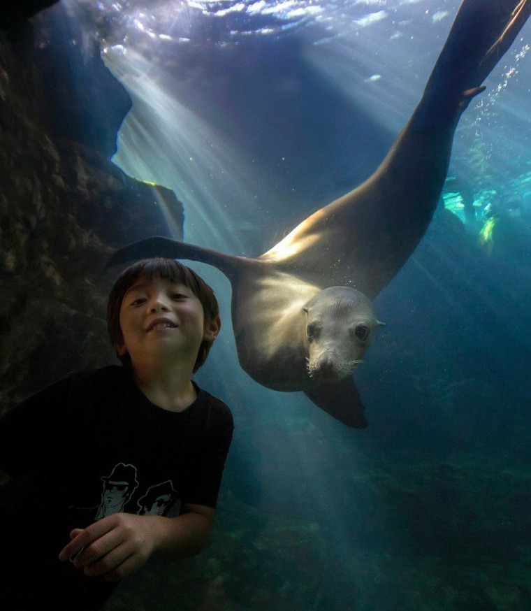 Five-year-old Sean Goodman has struck up a friendship of a different sort with a California sea lion at the Aquarium of the Pacific in Long Beach, Calif.
