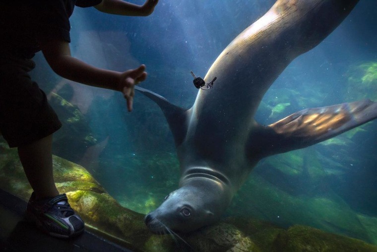 Sean throws a set of keys against the glass, and Milo follows their movement. Aquarium curator Dudley Wigdahl says sea lions are fond of shiny objects.