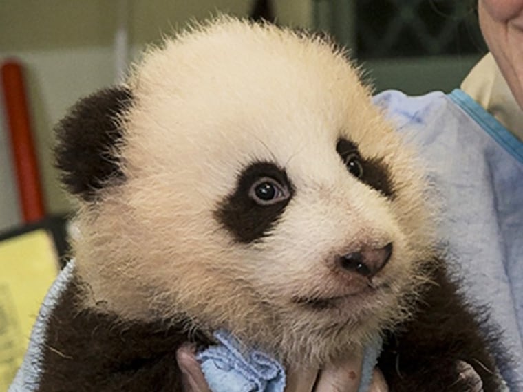 In this photo provided by the San Diego Zoo, keeper Liz Simmons carries out the San Diego Zoo's youngest giant panda for his weekly exam on Tuesday, N...