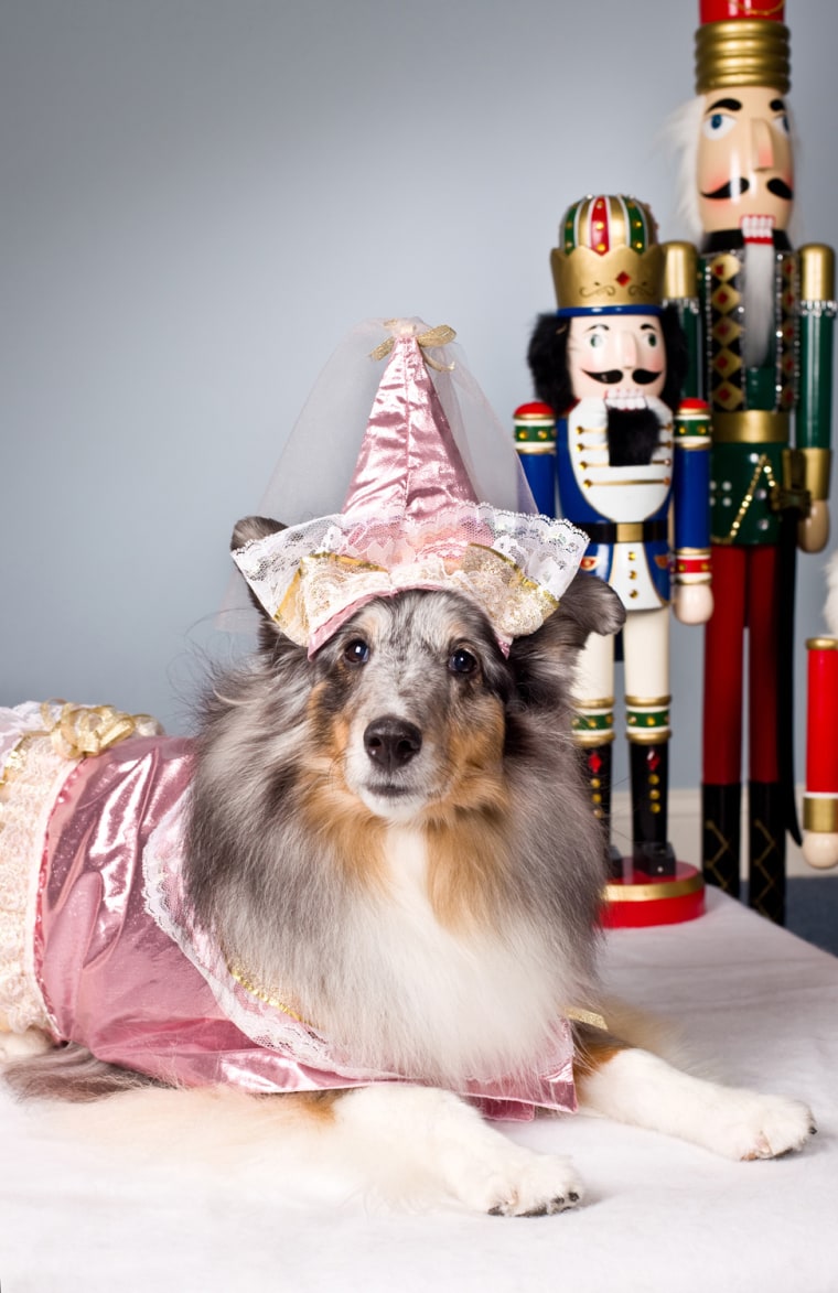 Paws de deux: Therapy dogs perform \'Nutcracker\'