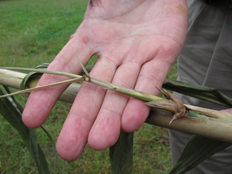 Sam Brake shows a "rhizome" from an Arundo donax plant in a test plot near the Biofuels Center of North Carolina in Oxford, N.C.