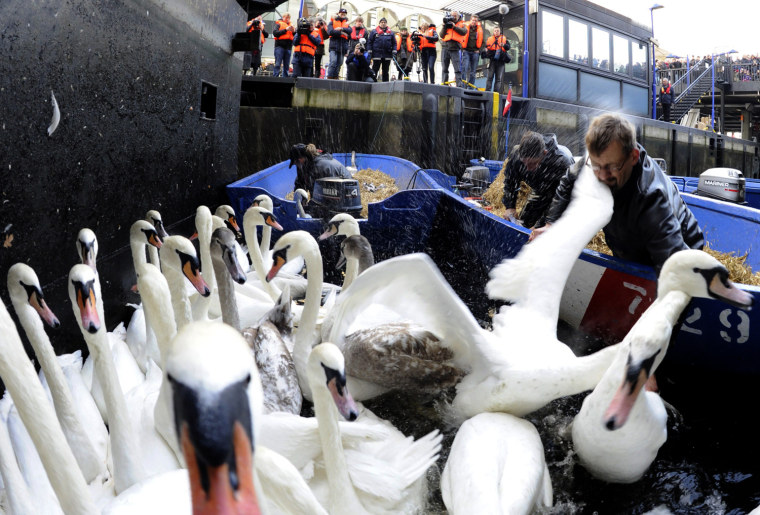 Swan keeper Olaf Niess and his helpers catch swans in Hamburg, Germany, on Nov 20. They are being moved to their ice-free winter home on the Eppendorf Muehlenteich lake.