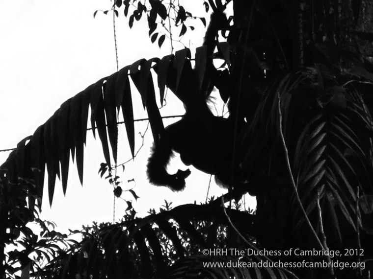 This picture captured the silhouette of an endangered Borneo orangutan, taken by Duchess Kate.