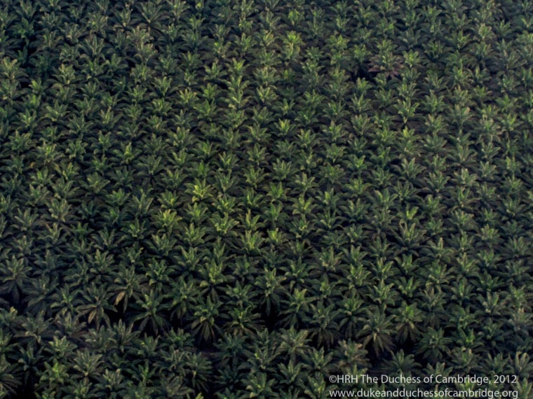 This photo shows a palm oil plantation. Kate took the picture on the way to the Royal Society research station in Sabah, Malaysia, according to her site.