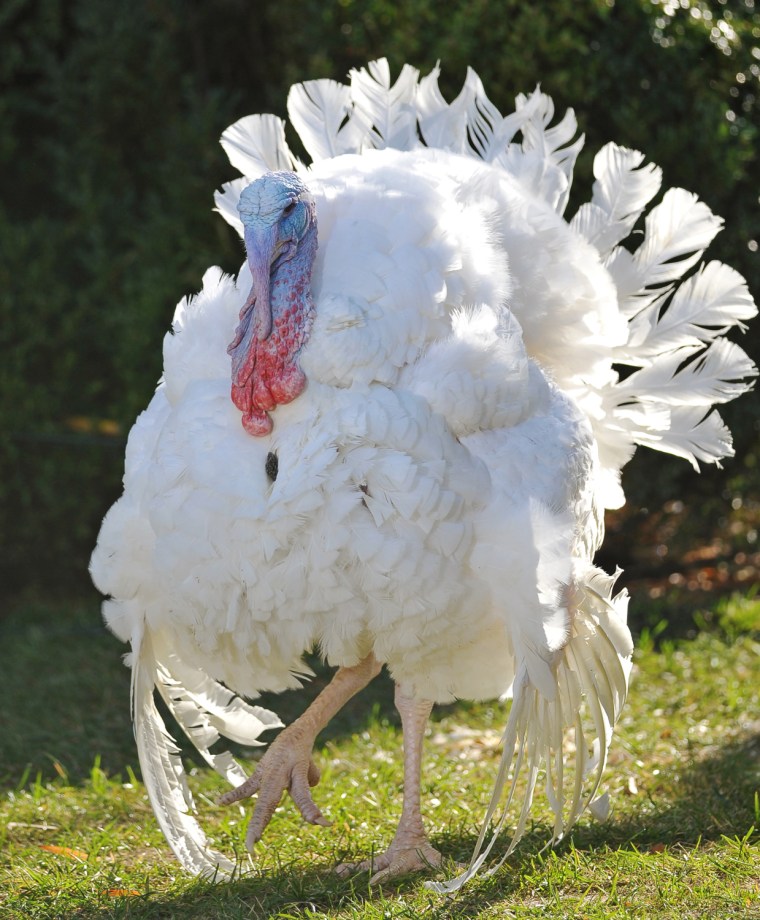 Cobbler is seen before being pardoned by President Obama at the White House.