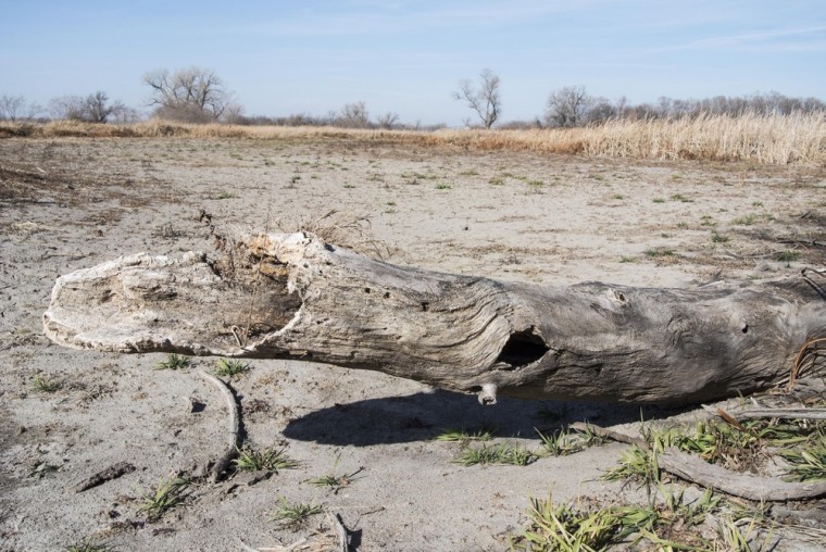 A tree trunk rests on the bed of a dried lake, the outcome of severe drought, in Waterloo, Neb., on Tuesday. A new report shows that the nation's worst drought in decades is getting worse again, ending an encouraging five-week run of improving conditions.