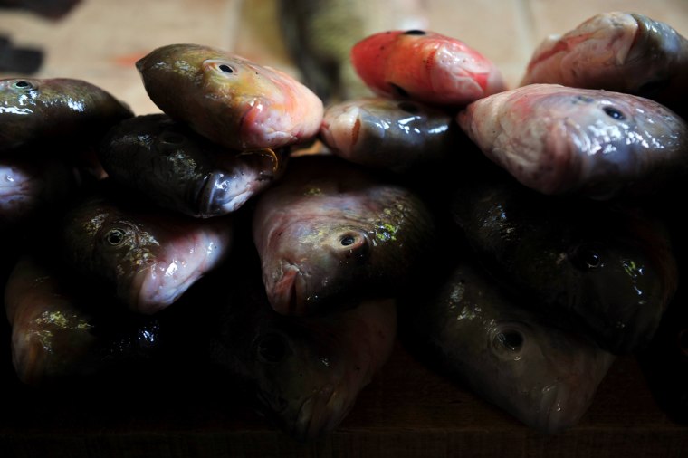 Fish caught in Xolotlan Lake, also known as Lake Managua is sold at a market in Tipitapa, some 12 miles from the capital, on Nov. 16.