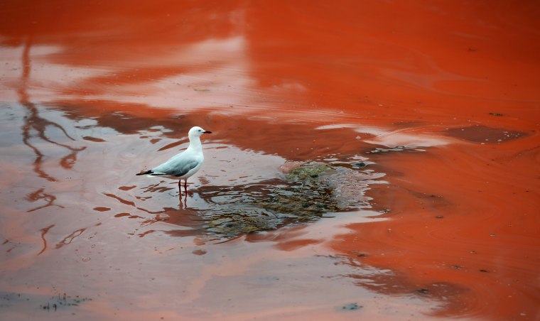A seagull stands in a red algae bloom at Sydney's Clovelly Beach on Tuesday.