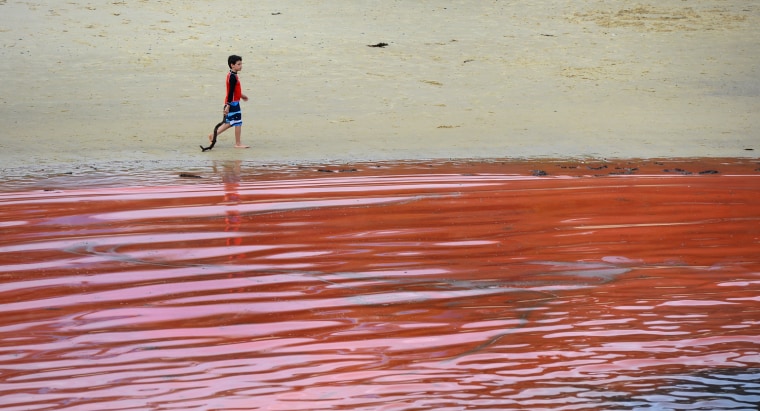 A boy walks along Sydney's Clovelly Beach on Tuesday.