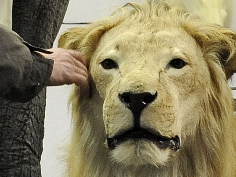 Trophy lions include this stuffed specimen at an international hunting exposition in Dortmund, Germany, in 2011.