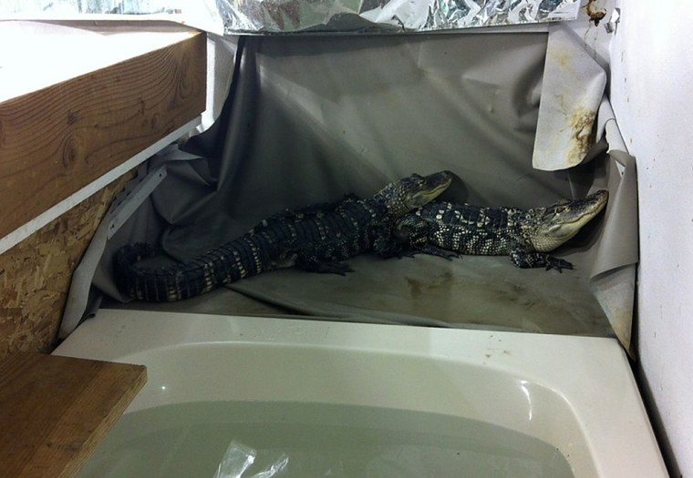 Two 5-foot alligators were found at a home where a man was shot on Monday. Police say they're guard gators, meant to protect the resident's marijuana plants, but the man's neighbor says they're just pets.