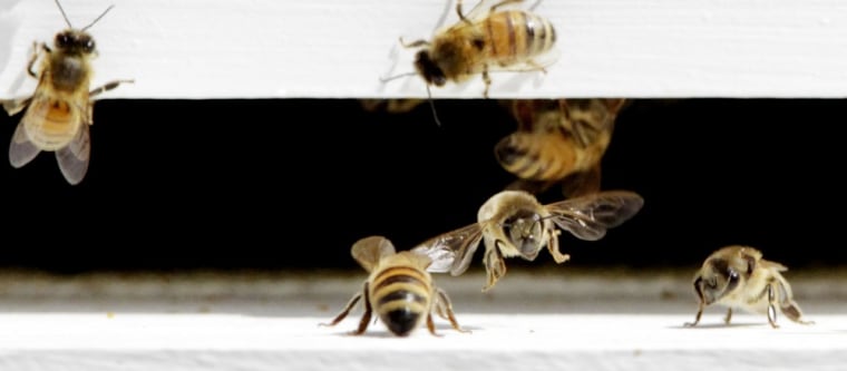 Bees come and go from a bee hive in West Bath, Maine on Monday, April 30, 2012.