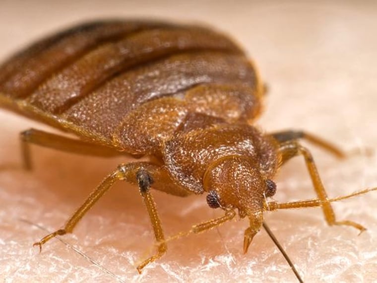 Rising rates of bedbug outbreaks are prompting more people to use insecticides, sometimes with dire results.