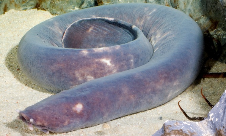 Image of a hagfish