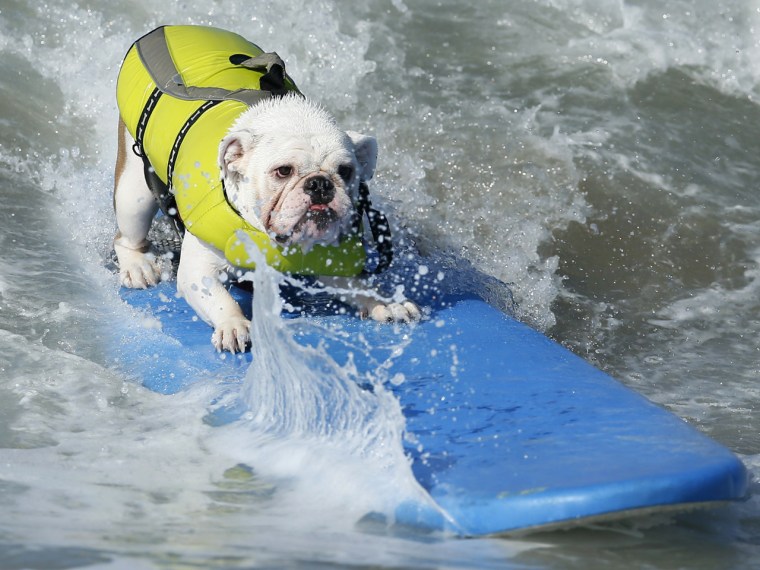 A bulldog catches a wave.