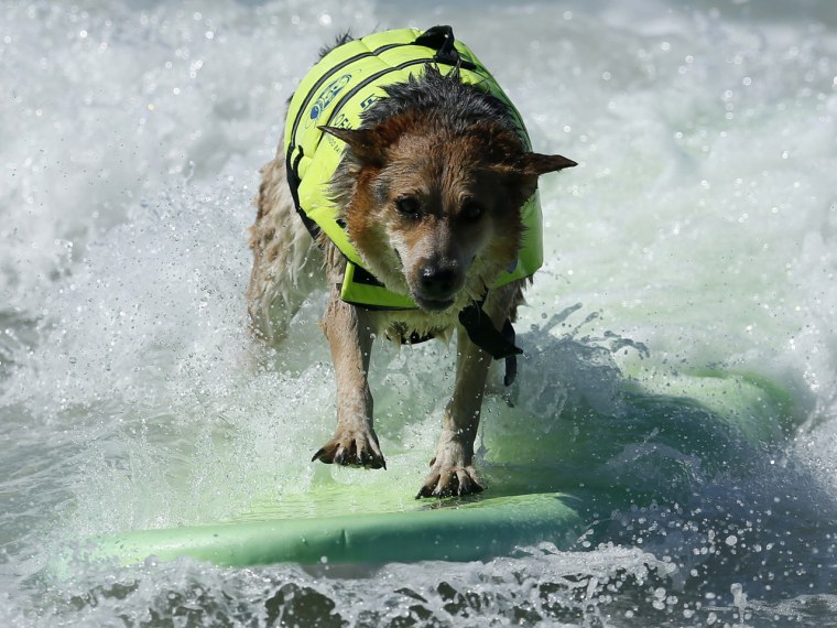 A dog catches a wave during the Surf City Surf Dog contest in Huntington Beach on Sept. 30.