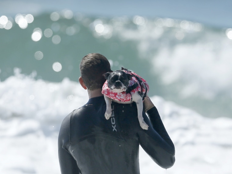 A dog is carried back out to the break to catch another wave.