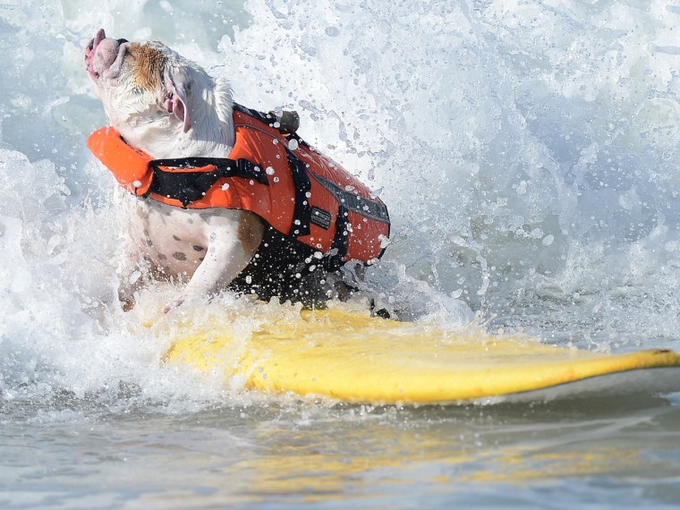 An English bulldog fights a wave.