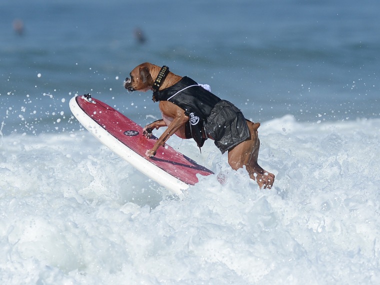 Hanzo, a 4-year-old German boxer, jumps a wave.