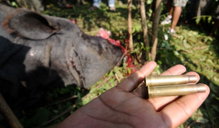 An Indian forest official on Thursday shows the shells from bullets used by poachers to shoot a one-horned horn rhino just outside Kaziranga National Park. The dead rhino is seen in the background with its horn cut off.