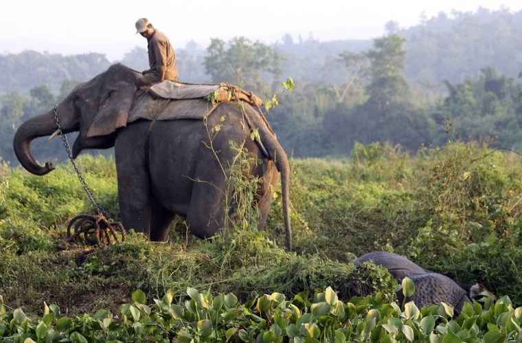 A dead rhino is removed from inside India's Kaziranga National Park last Friday. It was shot dead and its horn removed.