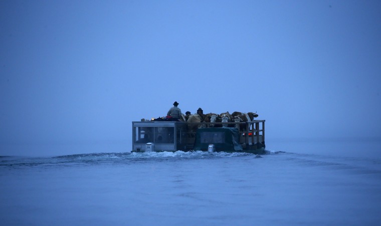 Bavarian farmers transport their cows on a boat over the picturesque Lake Koenigssee early Oct. 3. Before the winter season approaches, the farmers have to drive their cattle down from their Alpine meadows to a narrow valley that can only be reached by boat.