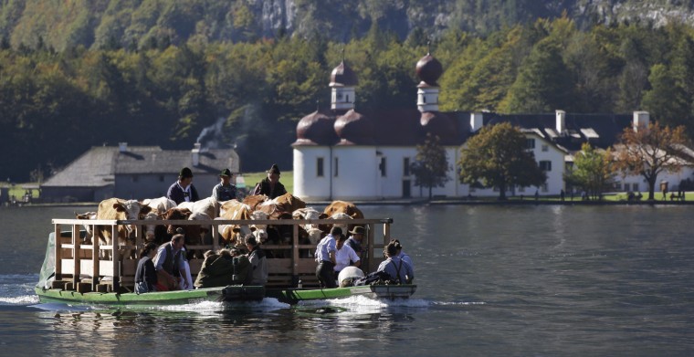 Bavarian mountain farmers pass the chapel of St. Bartholomae on the lake Koenigssee while returning their cattle from summer pastures near Berchtesgaden, southern Germany, Wednesday, Oct. 3, 2012. The trip by boat is the only way to bring the cattle from their remote summer mountain-pastures back to their homestead.