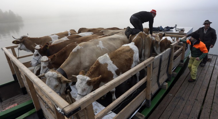Bavarian herdsmen drive their cattle onto a boat that carries them across Lake Koenigssee near Berchtesgaden, southern Germany, Oct. 3.