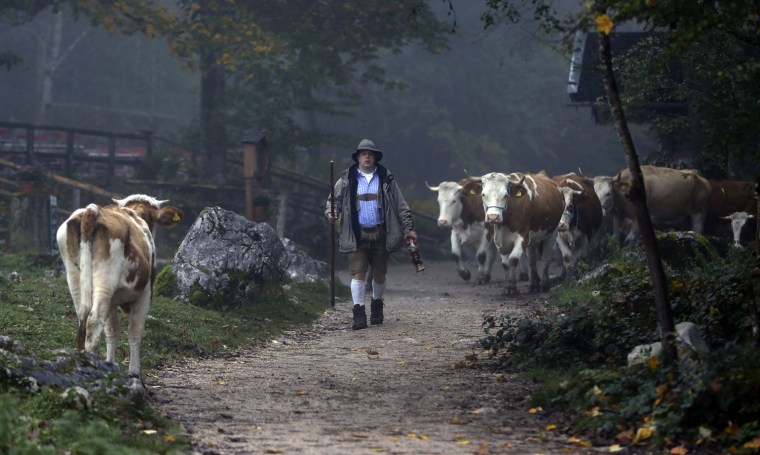 A Bavarian herdsmen leads his beasts on a path to a boat that carry them across Lake Koenigssee near Berchtesgaden, southern Germany, Oct. 3. The trip by boat is the only way to bring the cattle from their remote summer mountain-pastures back to their homestead.