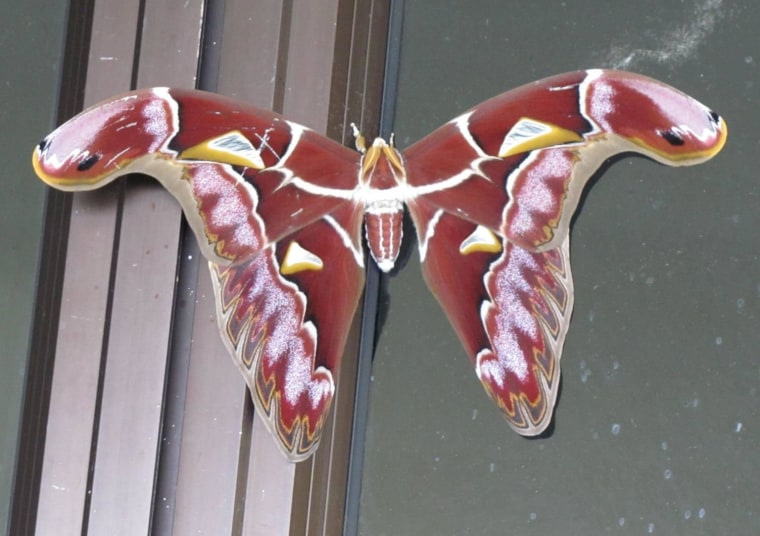 An atlas moth shows off its colors during the Sabah Parks / Naturalis expedition to Borneo.