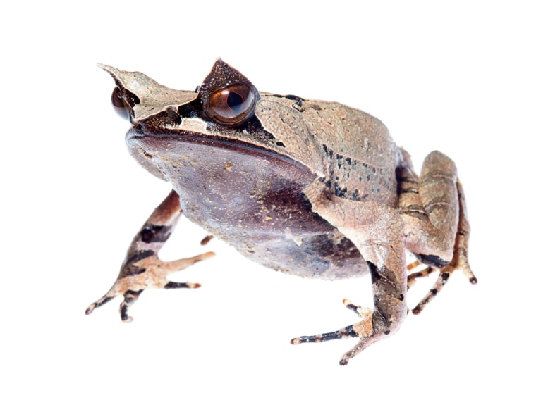 The expedition to Borneo came across a long-nosed horned frog and other striking species.
