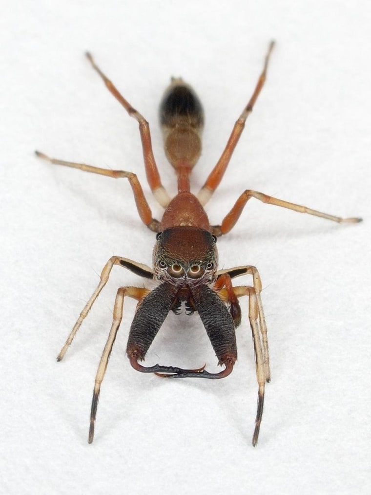 Researchers came face to face with a jumping spider.