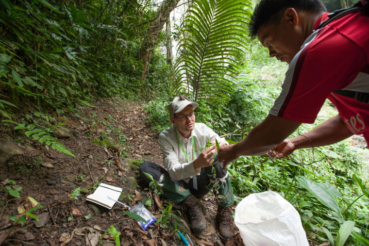 Dutch botanist Frederic Lens collects samples during the expedition to Mount Kinabalu.