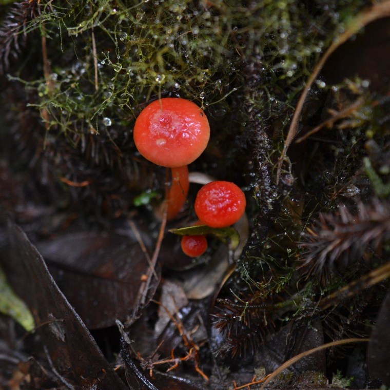 Red mushrooms add a dash of extra color to the forest greenery in the