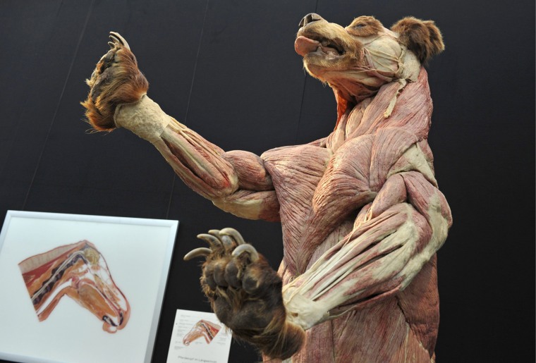 A plastinated brown bear
