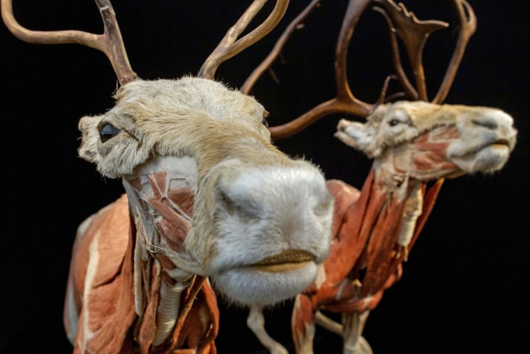 A plastinated reindeer