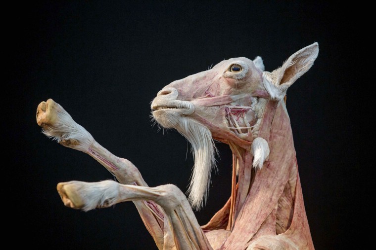 A plastinated goat is seen during an exhibition preview at the Walter Zoo in Gossau, Switzerland, on Oct. 4.