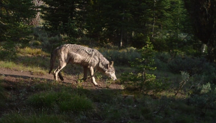 This gray wolf is part of a pack near Ketchum, Idaho, that might have been the intended targets of poison-laced meat.
