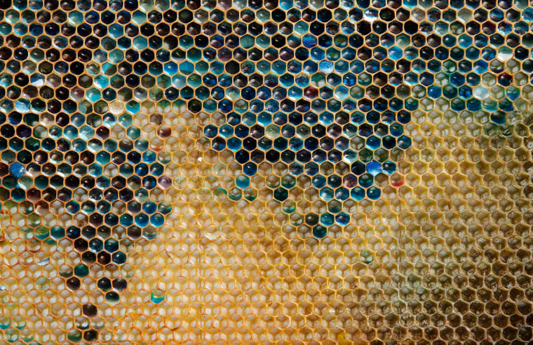 A coloured honeycomb from a beehive is seen in Ribeauville near Colmar Eastern France, on Oct. 5. Bees at a cluster of bee hives in northeastern France have been producing honey in mysterious shades of blue and green, alarming their keepers who now believe residue from containers of M&M's candy processed at a nearby biogas plant is the cause. Since August, beekeepers around the town of Ribeauville in the region of Alsace have seen bees returning to their hives carrying unidentified colourful substances that have turned their honey unnatural shades.