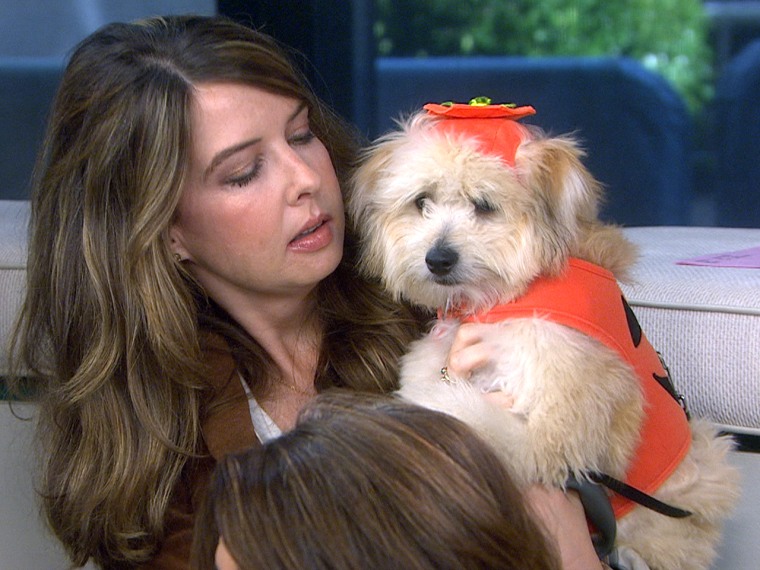 Quincy, production manager Tracy Elrod's Maltipoo, dressed up as a pumpkin.