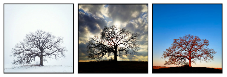 L to R: Jan. 20, Hirsch's first photo of the tree; March 14, still ten days before the official start of the project; Day 19, April 11