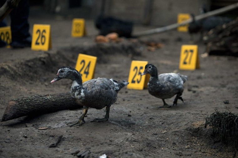 Two ducks pass by the crime scene where unknown gunmen killed seven members of a family, including two minors, in the municipality of Villa Canales, Guatemala on Oct. 9.