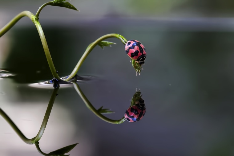 A ladybug dangles on a leaf stem.
