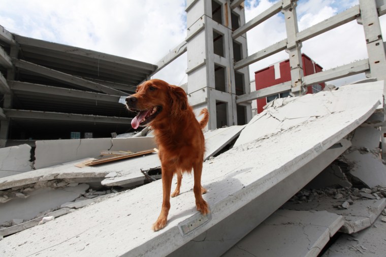A Miami-Dade search and rescue dog looks for possible survivors in the rubble of a four-story parking garage that was under construction and collapsed at the Miami Dade College's West Campus on Oct. 10, in Doral, Florida.