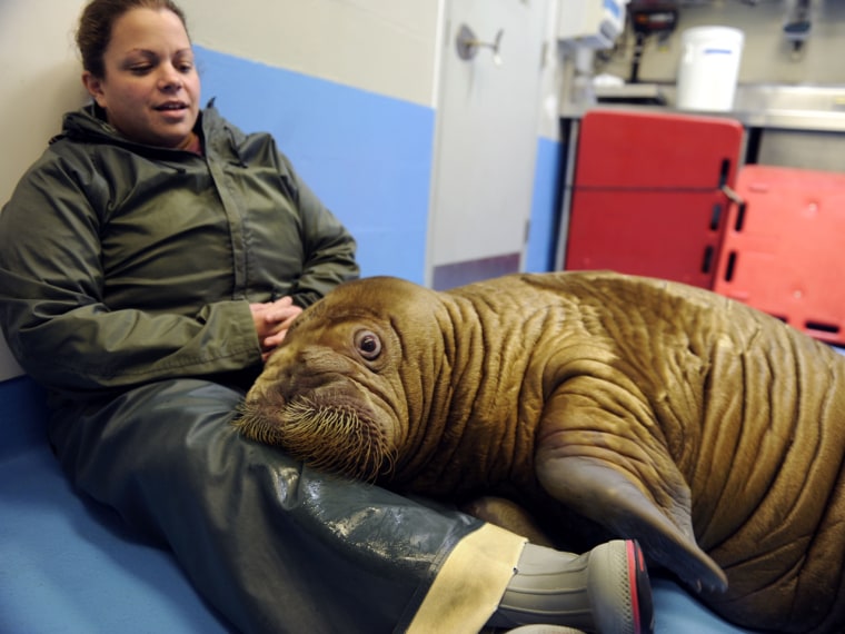 Shawna Gallagher of the Indianapolis Zoo spends time with Pakak, one of the two orphaned walruses that was cared for by the Alaska SeaLife Center in recent months. Like most baby walruses, Pakak and Malik enjoy human affection and cuddling up.