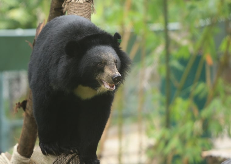 A rescued bear hangs out at Animal Asia's compound in Vietnam.
